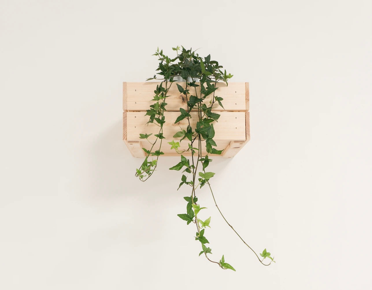 Ivy: The Versatile Indoor Vine Plant
