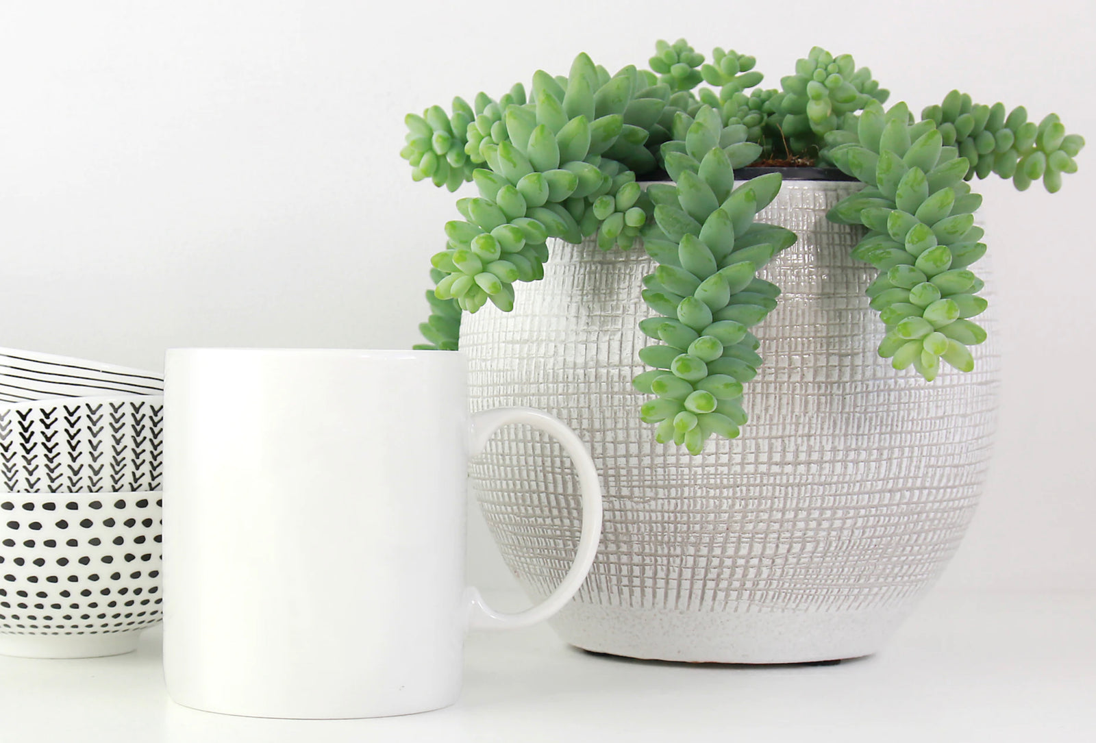 Sedum Burrito: The Ultimate Guide to Care and Maintenance