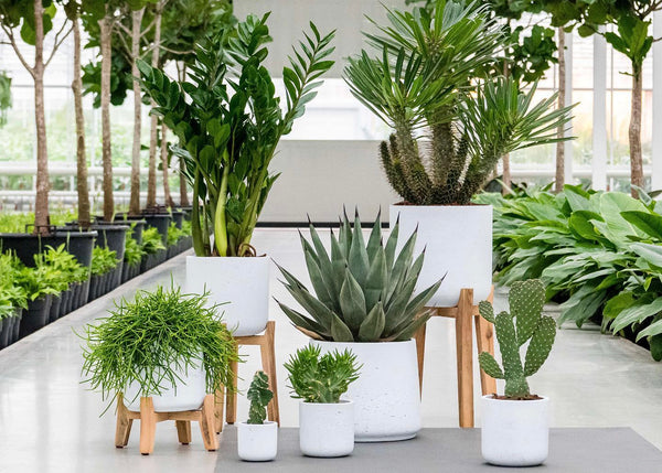 15 Indoor plants that only need to be watered once a month: for Busy a -  Cambridge Bee