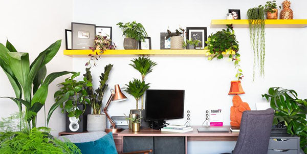 The best office plants that will improve your workplace - Cambridge Bee