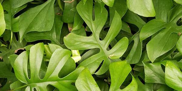 Rhaphidopho Tetrasperma - Monstera Minima plant easy care guide - Cambridge  Bee