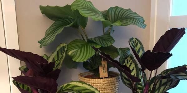 Are Calathea plants easy to grow? - Cambridge Bee