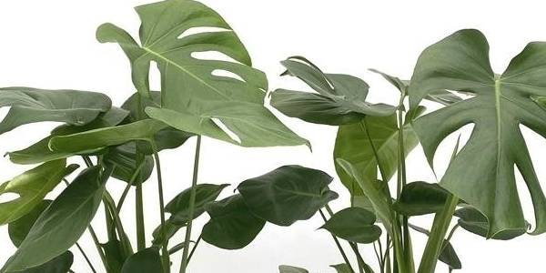 Truth about Monstera leaves and their holes - Cambridge Bee