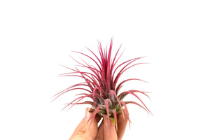 Tillandsia Ionantha red - air plant - Cambridge Bee