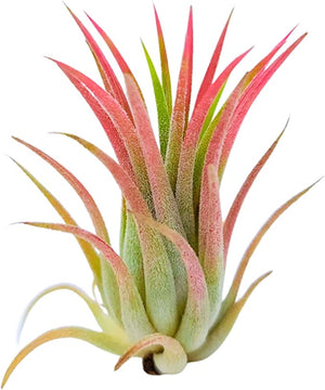 Tillandsia Ionantha red - air plant - Cambridge Bee