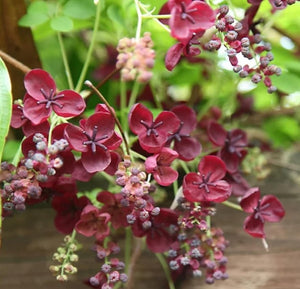 Akebia Quinata - Chocolate Vine plant - Flowering fragrant Climber - winter hardy Garden Plant - Easy to Grow - 3L pot cm pot 75 cm height - Cambridge Bee