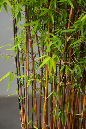 Red Dragon Bamboo or Dragon's Head Bamboo - Live Clumping Bamboo Plant - Cold-Hardy & Drought-Tolerant - 10cm pot 25 cm tall - Cambridge Bee