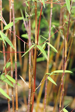 Red Dragon Bamboo or Dragon's Head Bamboo - Live Clumping Bamboo Plant - Cold-Hardy & Drought-Tolerant - 10cm pot 25 cm tall - Cambridge Bee