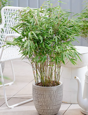 Red Dragon Bamboo or Dragon's Head Bamboo - Live Clumping Bamboo Plant - Cold-Hardy & Drought-Tolerant - 10cm pot 25 cm tall - Cambridge Bee