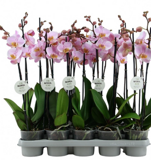 Phalaenopsis Orchid Pink 2br Plant real orchid in 12 cm pot 60 cm - Cambridge Bee