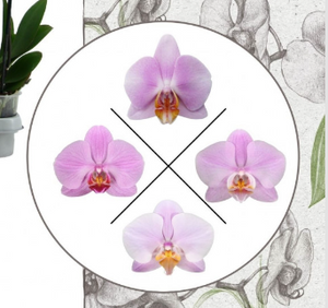 Phalaenopsis Orchid Pink 2br Plant real orchid in 12 cm pot 60 cm - Cambridge Bee