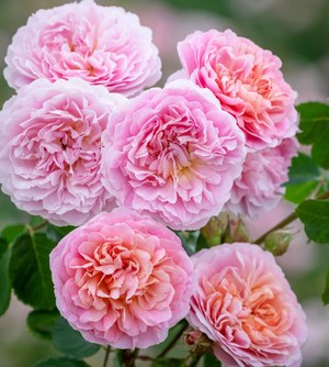 David Austin Olivia - English garden rose bush in 3ltr pot - Cambridge Bee