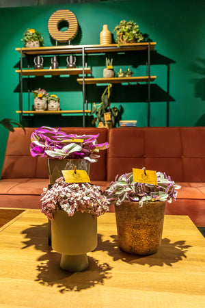 Tradescantia Nanouk - Wondering Jew ⌀8cm - Cambridge Bee