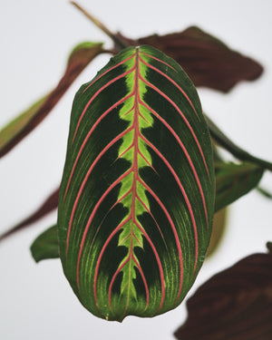 Maranta Leuconeura fascinator - Cambridge Bee