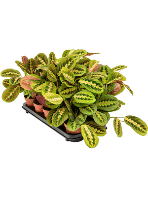 Maranta Leuconeura fascinator - Cambridge Bee