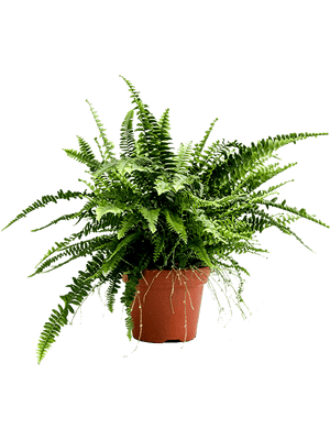 Nephrolepis exaltata - Boston Fern - Cambridge Bee