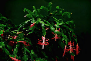 Schlumbergera - Christmas Cactus - Red ⌀13cm ↑25cm - Cambridge Bee