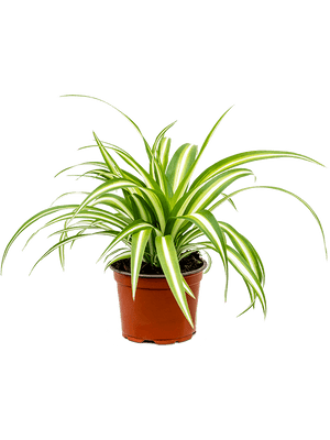 Chlorophytum - Spider plant - Cambridge Bee