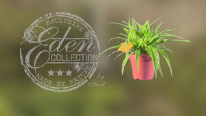 Chlorophytum - Spider plant - Cambridge Bee