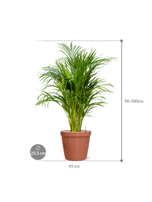 Dypsis lutescens - Areca Palm ⌀19 ↑70 - 90cm - Cambridge Bee
