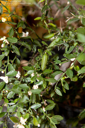 Citrus Australasica - Finger Lime ⌀12cm - Cambridge Bee