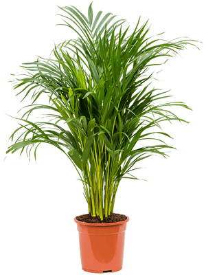 Dypsis lutescens - Areca Palm ⌀21 ↑100cm - Cambridge Bee