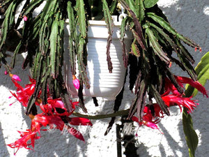 Schlumbergera Exotica - Christmas Cactus ⌀12cm ↑30cm - Cambridge Bee