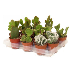 Opuntia Succulent Mix - set of 3 - random selection - Cambridge Bee