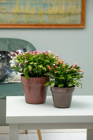 Schlumbergera - Christmas Cactus - Red ⌀13cm ↑25cm - Cambridge Bee