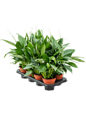 Spathiphyllum - Peace lily ⌀12cm ↑40cm - Cambridge Bee