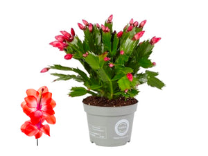 Schlumbergera - Christmas Cactus - Red ⌀13cm ↑25cm - Cambridge Bee