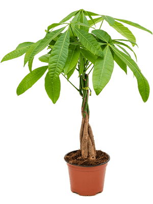 Pachira Aquatica - Money tree - Cambridge Bee