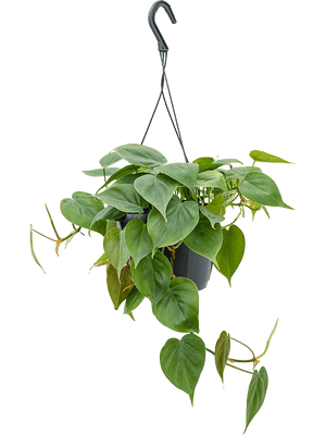 Philodendron Scandens - Heart-leaf philodendron hanging ⌀15cm - Cambridge Bee