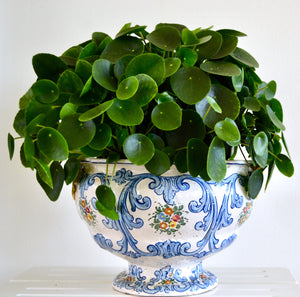 Pilea Peperomiodes - Money plant ⌀12cm - Cambridge Bee