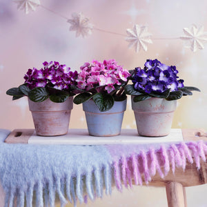 3 x Saintpaulia - African Violets - Cambridge Bee