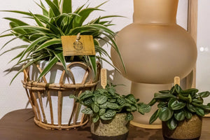 Chlorophytum - Spider plant - Cambridge Bee