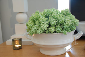 Sedum Burrito ⌀11cm - Cambridge Bee