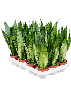 Sansevieria zeylanica - Cambridge Bee