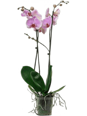 Phalaenopsis Orchid - Pink 2stem - Cambridge Bee
