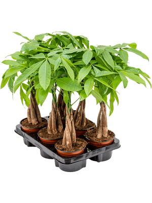 Pachira Aquatica - Money tree - Cambridge Bee