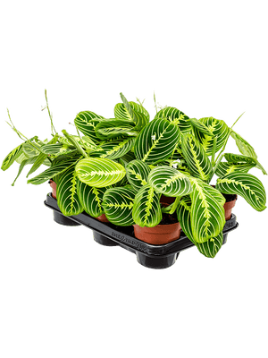 Maranta Lemon Lime - prayer plant Lemon Lime ⌀12cm - Cambridge Bee