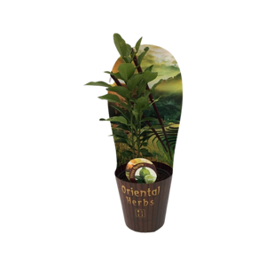 Citrus Hystrix - Kaffir Lime - Cambridge Bee