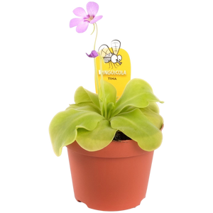 Pinguicula - Butterwort ⌀8.5cm - Cambridge Bee