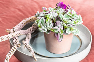 Tradescantia Nanouk - Wondering Jew ⌀8cm - Cambridge Bee