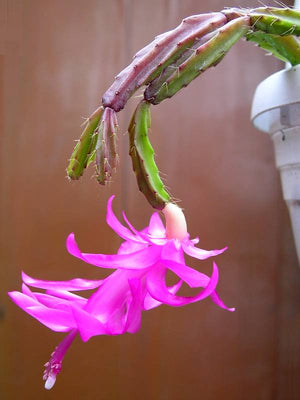 Schlumbergera Exotica - Christmas Cactus ⌀12cm ↑30cm - Cambridge Bee