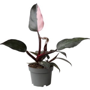 Philodendron Pink Princess ⌀10.5cm - Cambridge Bee