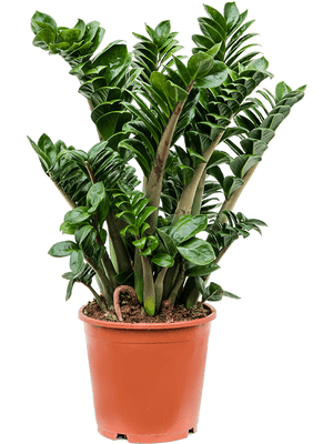 Zamioculcas Zenzi - Cambridge Bee