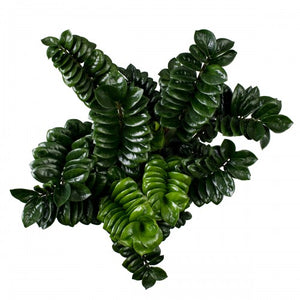 Zamioculcas Zenzi - Cambridge Bee