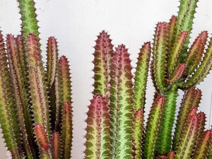 Euphorbia trigona rubra - African Milk Tree Succulent ⌀ 17cm ↑ 70cm - Cambridge Bee