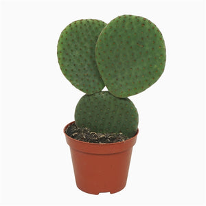 Opuntia Succulent Mix - set of 3 - random selection - Cambridge Bee